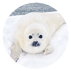 Помоги каспийскому тюленю