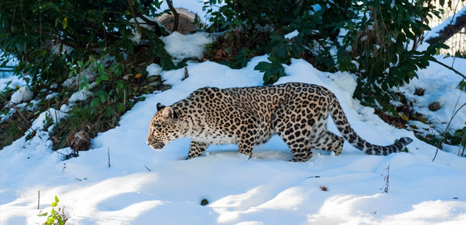Запустился портал Smartleopard, который впервые позволит наблюдать за леопардами в режиме реального времени