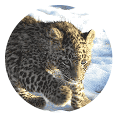 Восстановление переднеазиатского леопарда в дикой природе